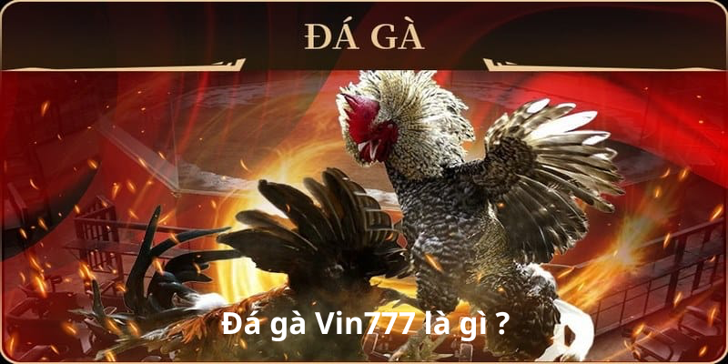 Đá gà Vin777 là thể loại gì ?