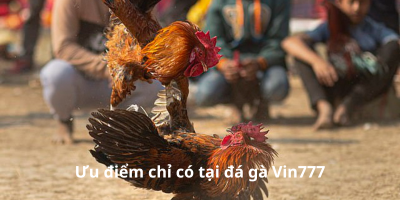 Ưu điểm có tại đá gà Vin777