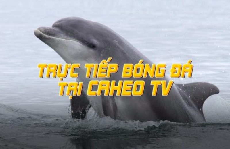 Caheo TV luôn hỗ trợ người dùng bất cứ lúc nào gặp sự cố